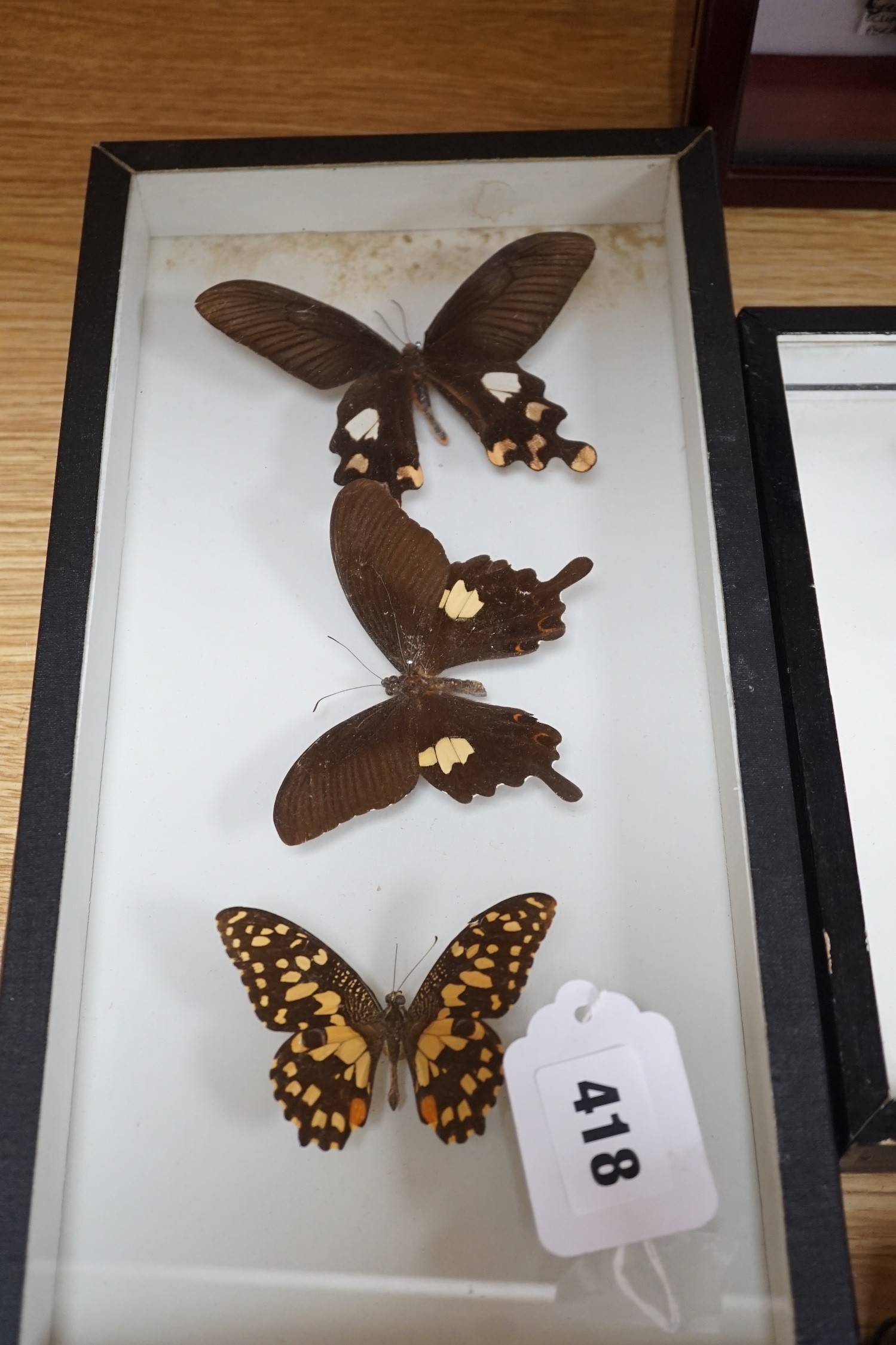 Two cased taxidermic butterflies, stag beetle, one other beetle and two ostrich eggs